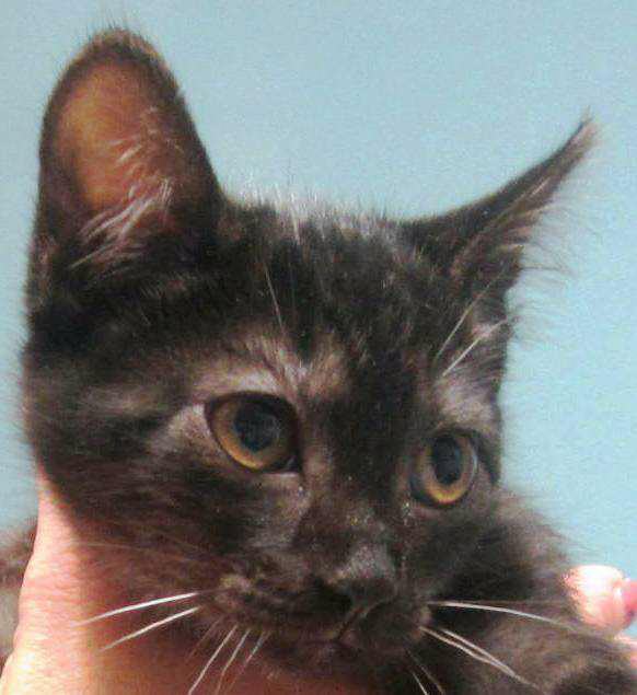 The Animal House Buzzards Bay, MA Links